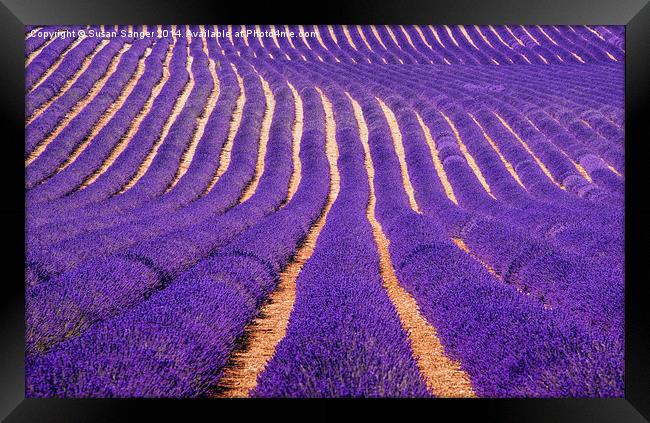 Lavender Fields Framed Print by Susan Sanger
