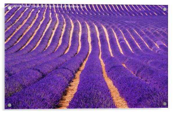 Lavender Fields Acrylic by Susan Sanger