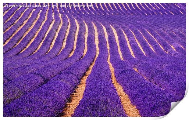 Lavender Fields Print by Susan Sanger