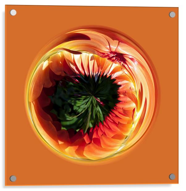 Helichrysum globe Acrylic by Robert Gipson