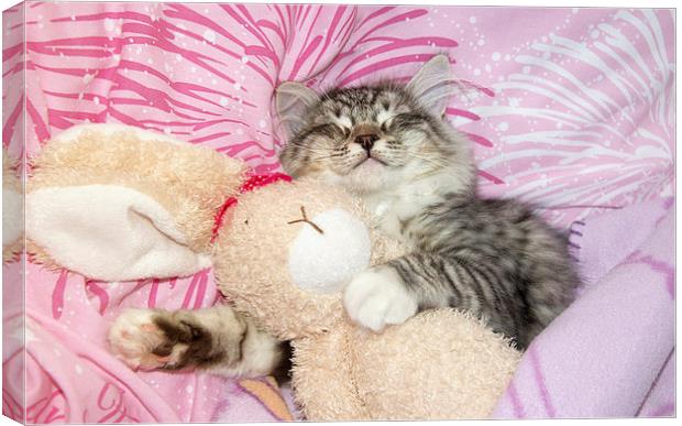 sleeping kitten cuddling up to soft toy bunny Canvas Print by Susan Sanger
