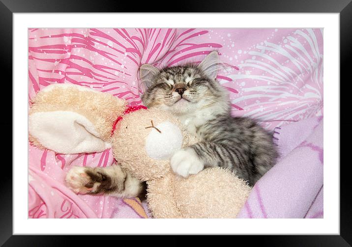 sleeping kitten cuddling up to soft toy bunny Framed Mounted Print by Susan Sanger