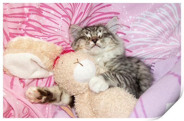 sleeping kitten cuddling up to soft toy bunny Print by Susan Sanger