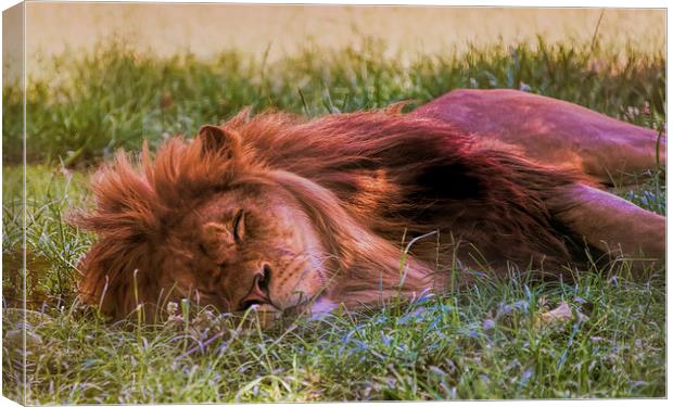 Sleeping lion Canvas Print by Susan Sanger