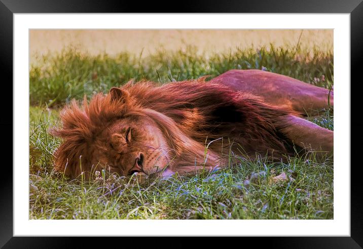 Sleeping lion Framed Mounted Print by Susan Sanger