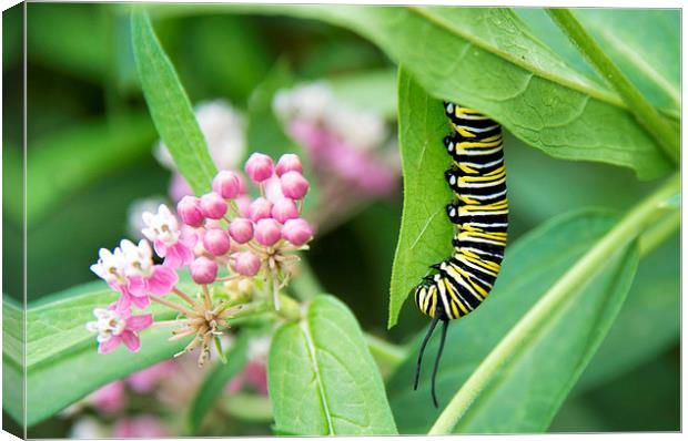 black, white and yellow caterpillar with pink flow Canvas Print by Susan Sanger