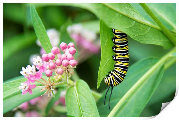 black, white and yellow caterpillar with pink flow Print by Susan Sanger