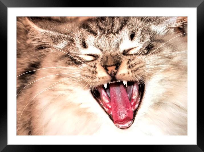 yawning cat Framed Mounted Print by Susan Sanger