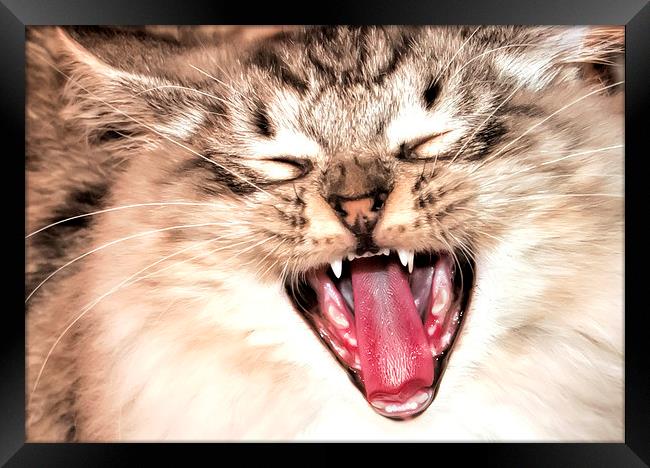 yawning cat Framed Print by Susan Sanger