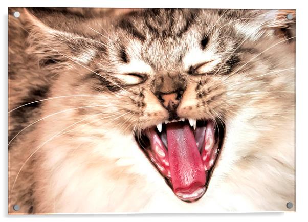 yawning cat Acrylic by Susan Sanger