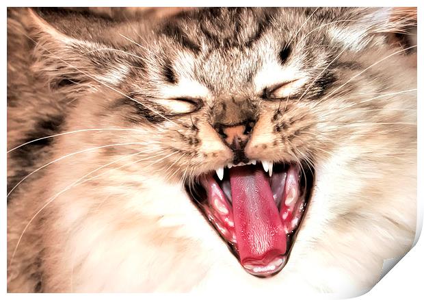 yawning cat Print by Susan Sanger