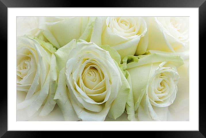 richness of the rose Framed Mounted Print by chris thomson