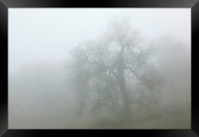 Ghostly oak in fog - central California Framed Print by Ram Vasudev
