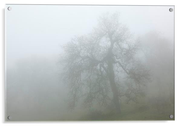 Ghostly oak in fog - central California Acrylic by Ram Vasudev
