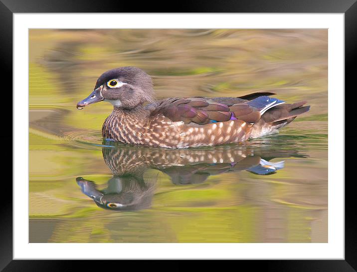 Isnt she lovely - Female wood duck Framed Mounted Print by Ram Vasudev