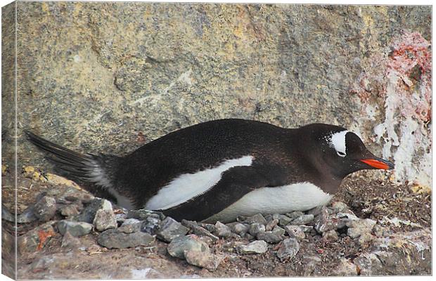 Gentoo Penguin on its Pebble Nest Canvas Print by Carole-Anne Fooks