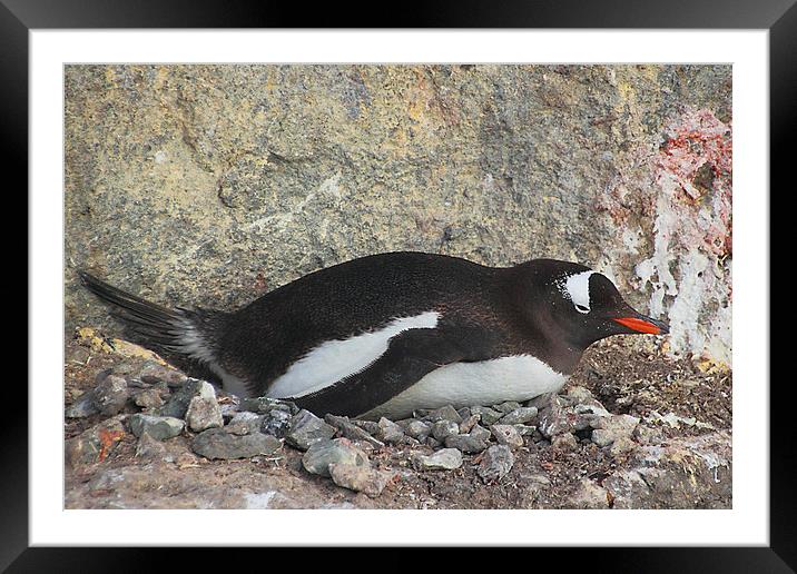 Gentoo Penguin on its Pebble Nest Framed Mounted Print by Carole-Anne Fooks
