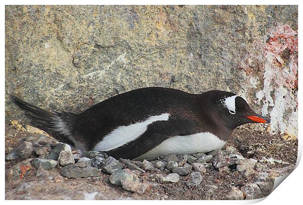Gentoo Penguin on its Pebble Nest Print by Carole-Anne Fooks