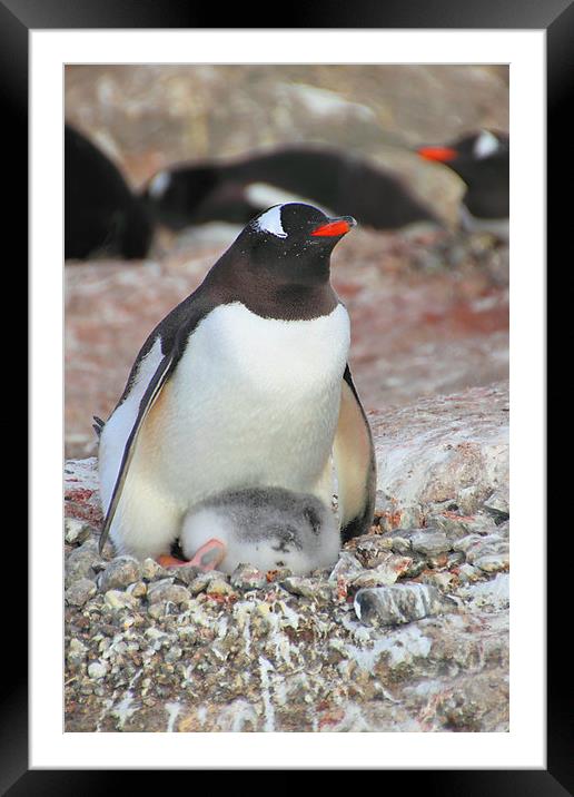 Gentoo Penguin With Chick Framed Mounted Print by Carole-Anne Fooks