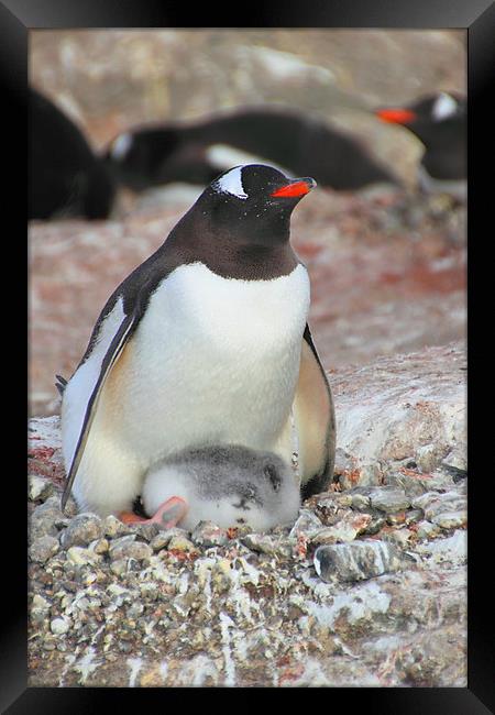 Gentoo Penguin With Chick Framed Print by Carole-Anne Fooks