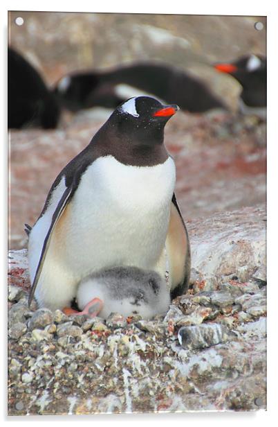 Gentoo Penguin With Chick Acrylic by Carole-Anne Fooks