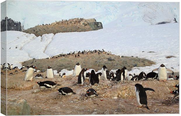 Gentoo Penguins On Trinity Island Canvas Print by Carole-Anne Fooks