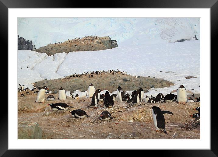 Gentoo Penguins On Trinity Island Framed Mounted Print by Carole-Anne Fooks