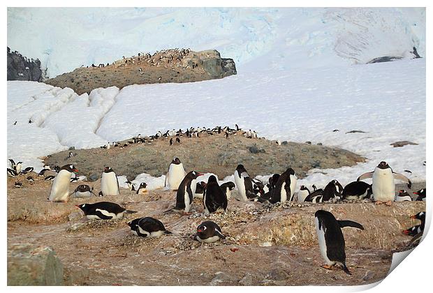 Gentoo Penguins On Trinity Island Print by Carole-Anne Fooks