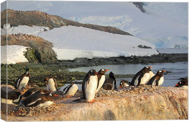Gentoo Penguins In The Rookery Canvas Print by Carole-Anne Fooks