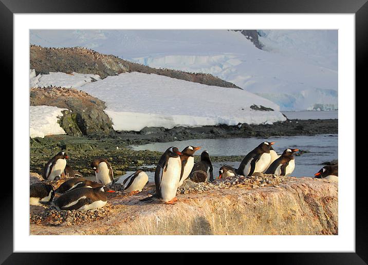 Gentoo Penguins In The Rookery Framed Mounted Print by Carole-Anne Fooks