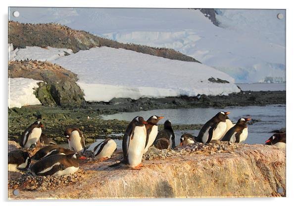 Gentoo Penguins In The Rookery Acrylic by Carole-Anne Fooks