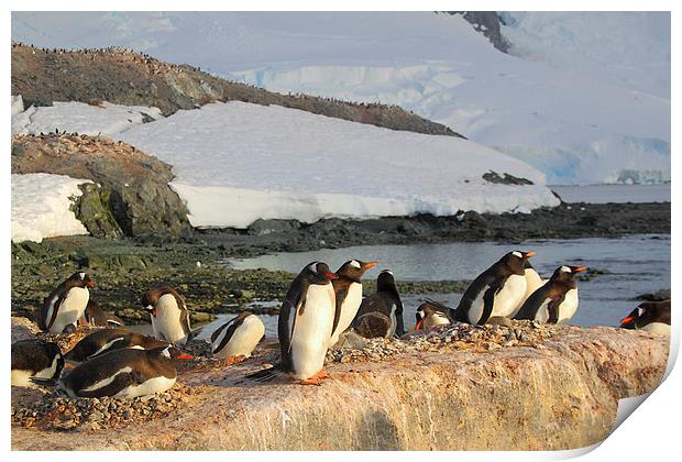 Gentoo Penguins In The Rookery Print by Carole-Anne Fooks