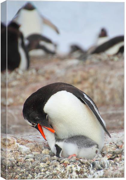 Gentoo Penguin Feeding Chick Canvas Print by Carole-Anne Fooks