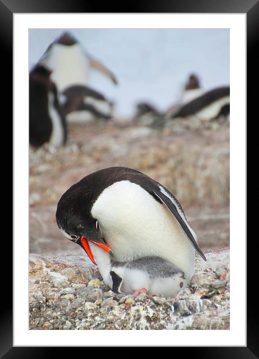 Gentoo Penguin Feeding Chick Framed Mounted Print by Carole-Anne Fooks