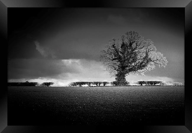 Norfolk Tree Framed Print by Stephen Mole