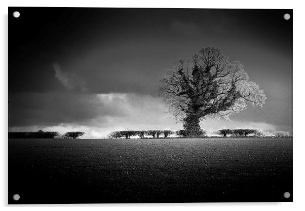Norfolk Tree Acrylic by Stephen Mole
