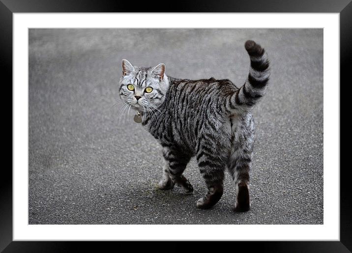 Grey tabby British Shorthair cat on driveway Framed Mounted Print by Susan Sanger