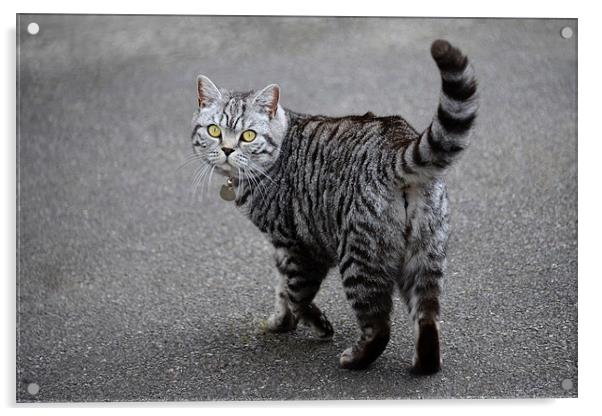 Grey tabby British Shorthair cat on driveway Acrylic by Susan Sanger