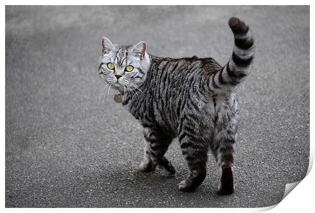 Grey tabby British Shorthair cat on driveway Print by Susan Sanger