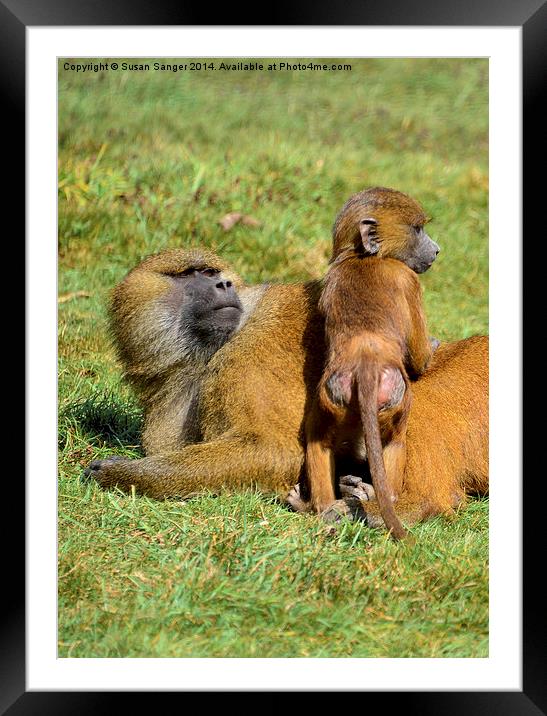 Monkey with baby Framed Mounted Print by Susan Sanger