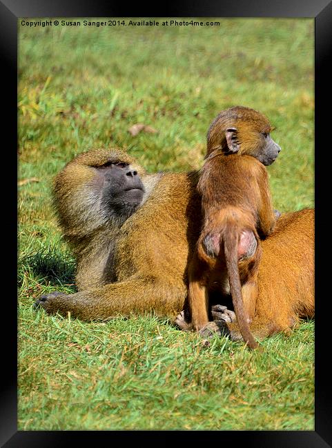 Monkey with baby Framed Print by Susan Sanger