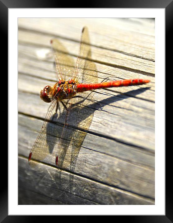 Close up of dragonfly Framed Mounted Print by Susan Sanger