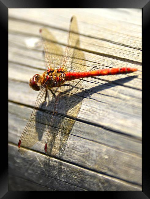 Close up of dragonfly Framed Print by Susan Sanger