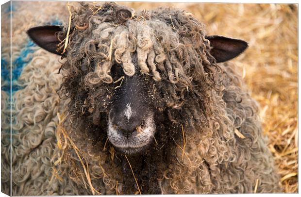 wolly sheep Canvas Print by Susan Sanger