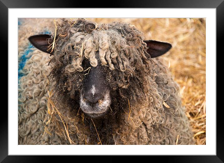 wolly sheep Framed Mounted Print by Susan Sanger