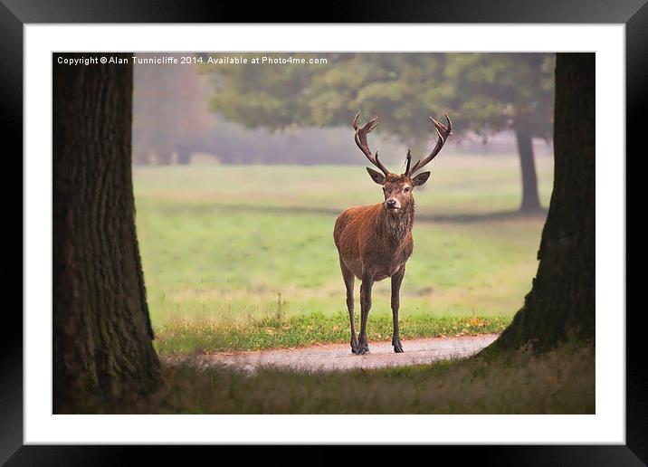Majestic Red Deer  Framed Mounted Print by Alan Tunnicliffe