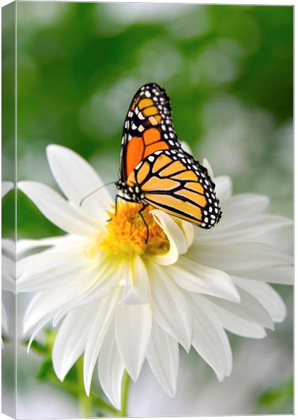 Monarch Butterfly on Daisy Canvas Print by Susan Sanger