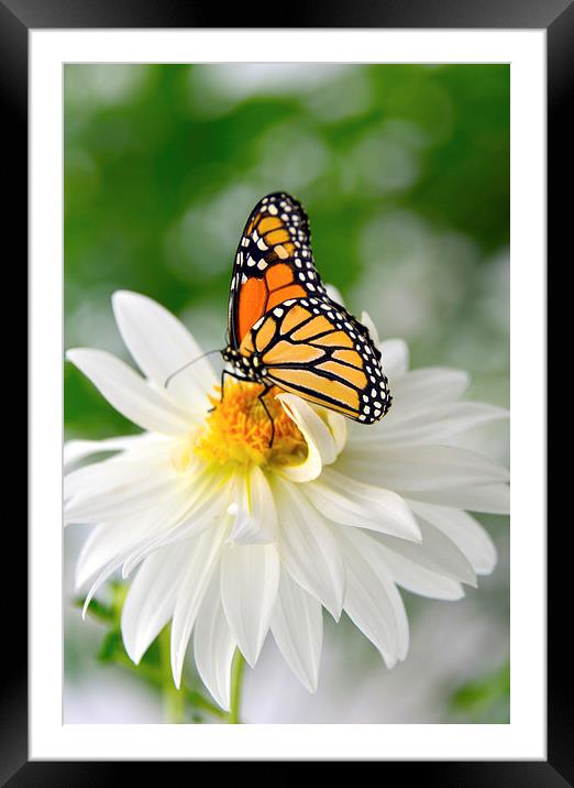 Monarch Butterfly on Daisy Framed Mounted Print by Susan Sanger