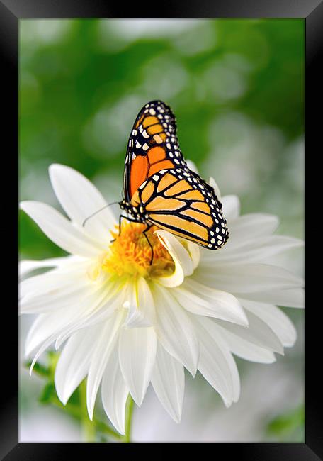 Monarch Butterfly on Daisy Framed Print by Susan Sanger