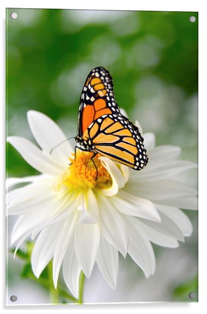 Monarch Butterfly on Daisy Acrylic by Susan Sanger